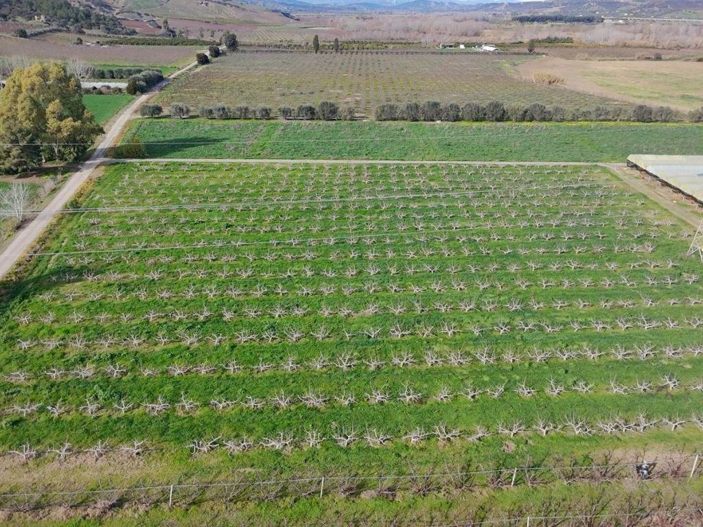 Terreno a Tursi - Foto 4