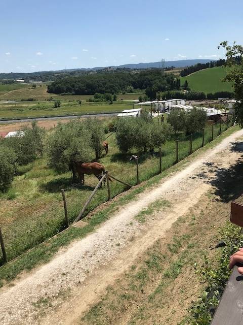 Terreno a Collesalvetti - Foto 2