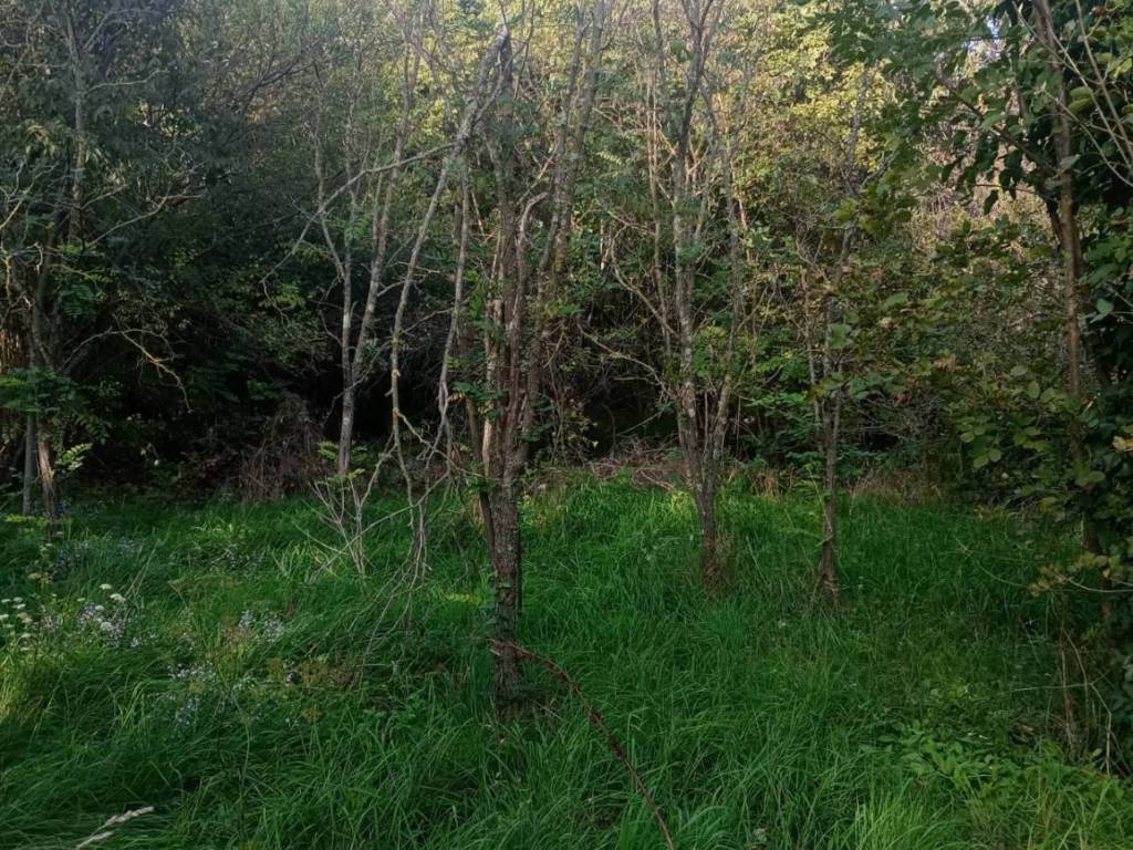 Terreno a Duino-aurisina - Foto 5