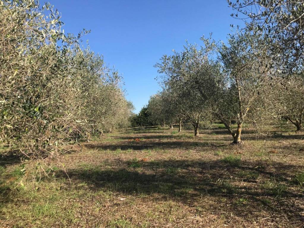 Terreno a Follonica - Foto 2