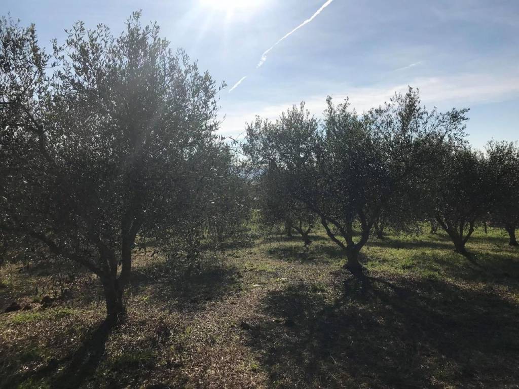 Terreno a Follonica - Foto 3