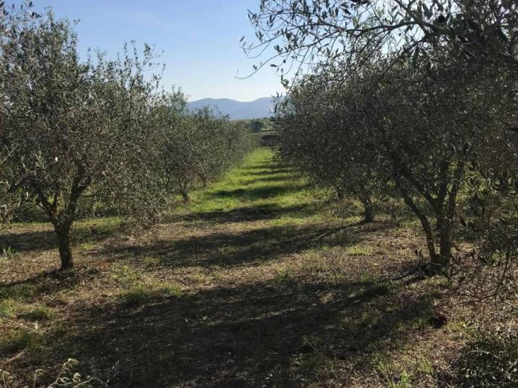 Terreno a Follonica - Foto 4