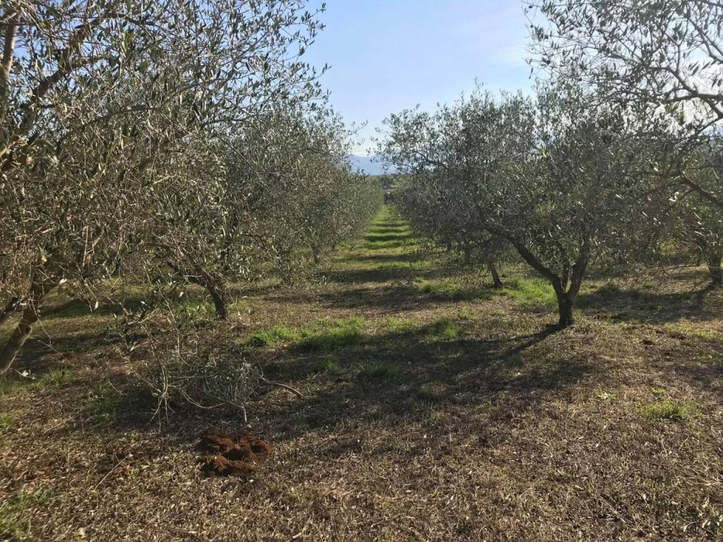 Terreno a Follonica - Foto 5