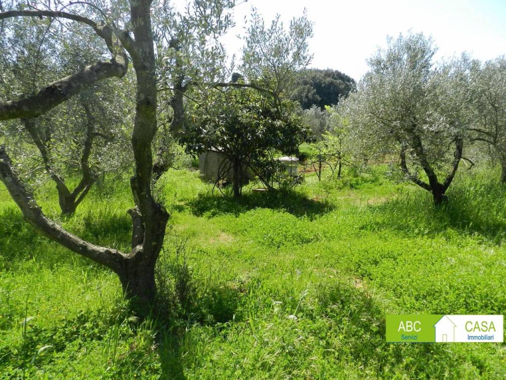 Terreno a Rosignano marittimo - Foto 3
