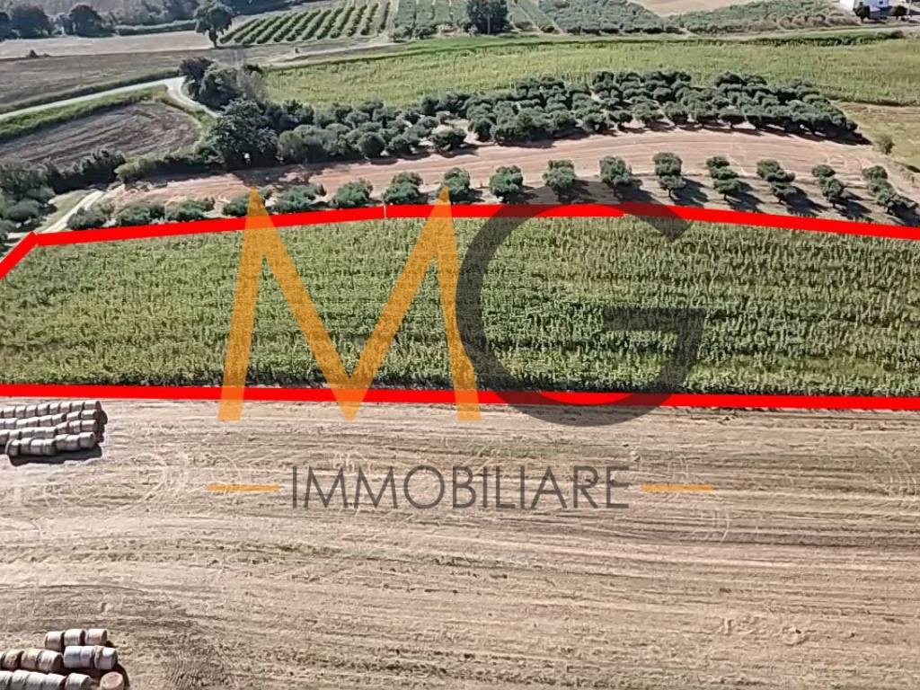 Terreno a Montenero di bisaccia in Contrada Querce Grosse - Foto 5