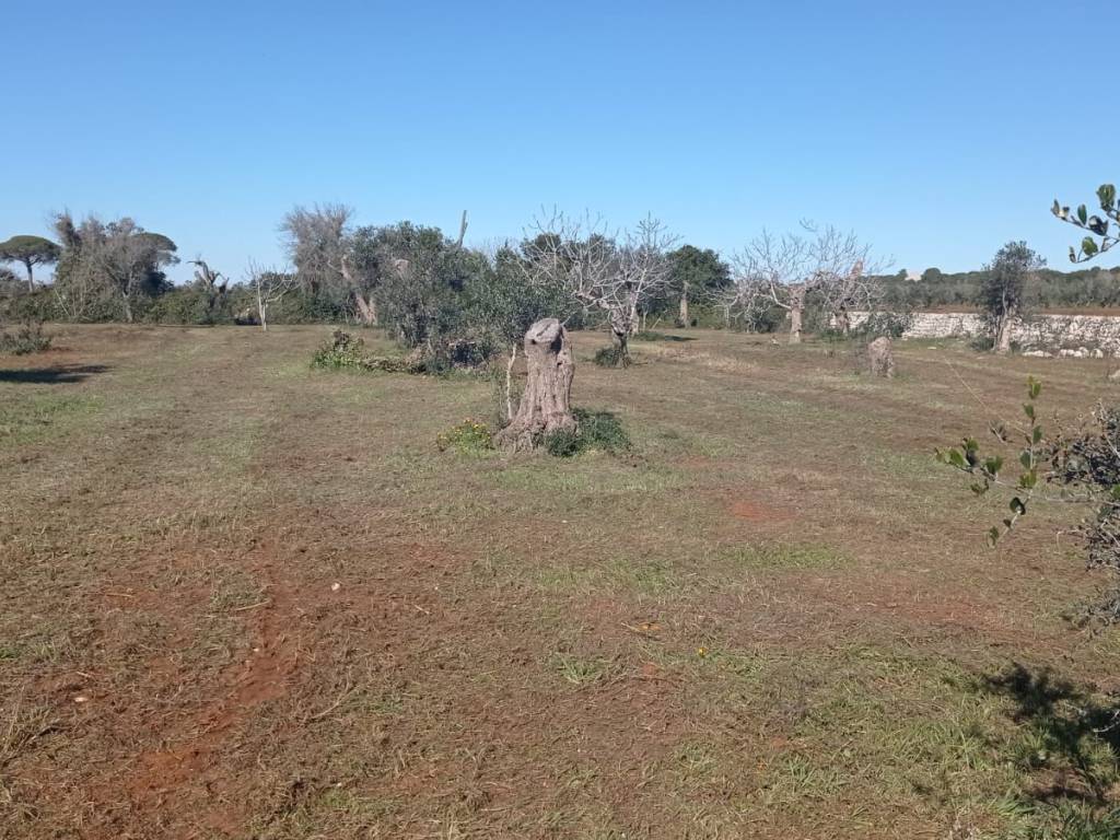 Terreno a Presicce-acquarica - Foto 4