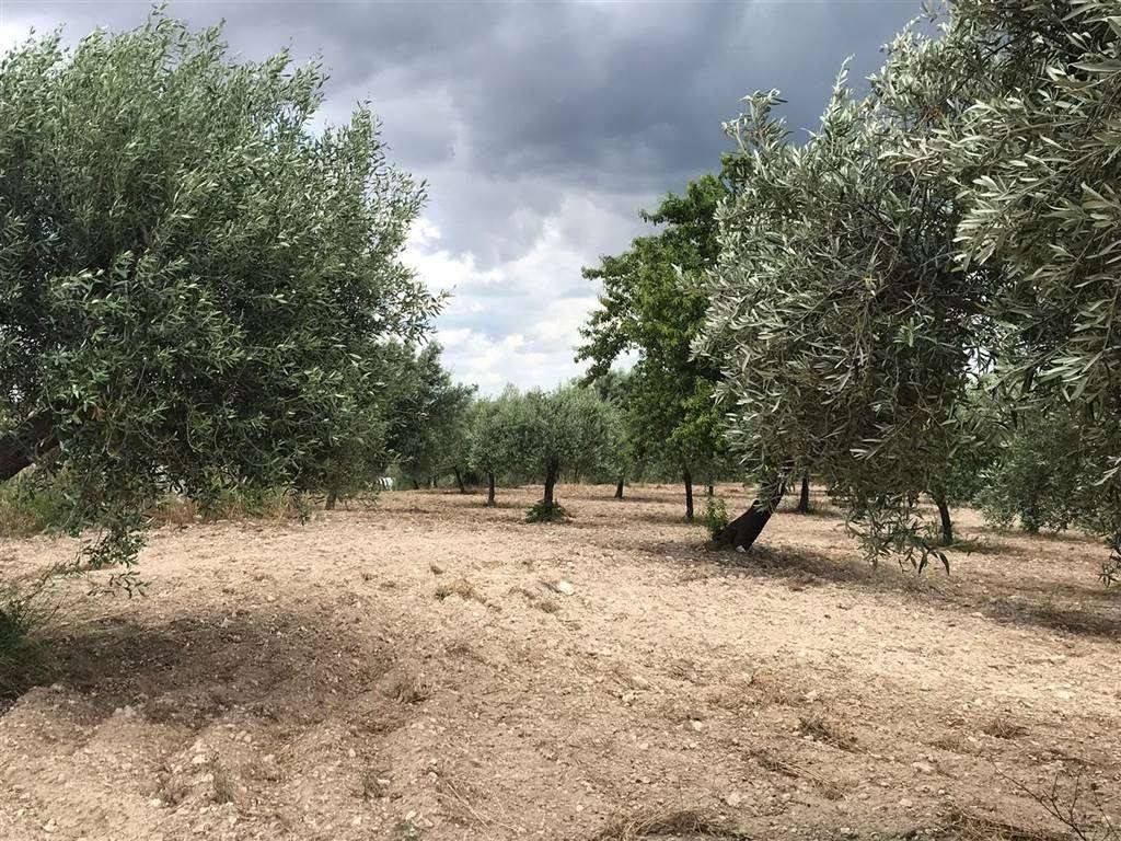 Terreno a Noto in , - Foto 4