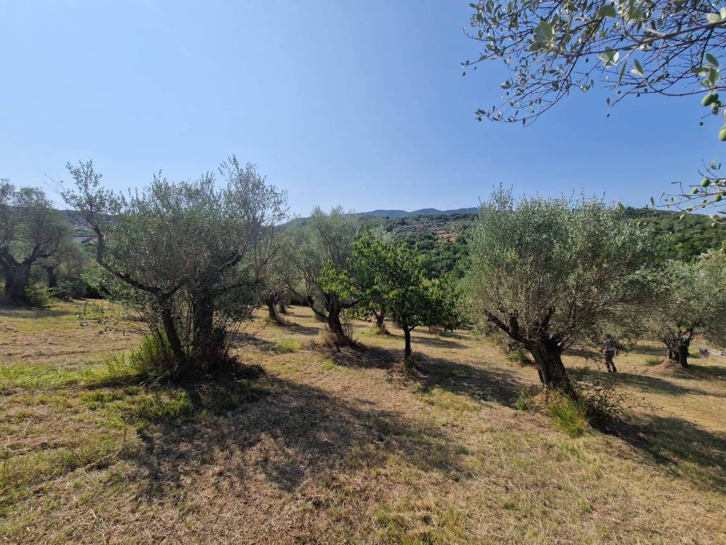 Terreno a Castel madama - Foto 5