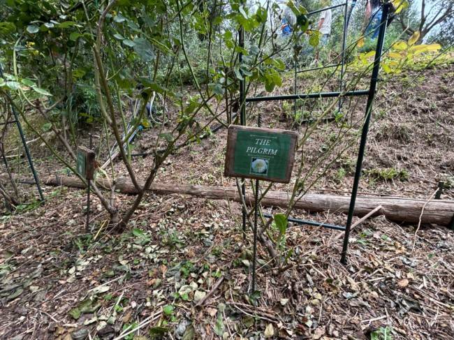Terreno a Quiliano in Via Capanne, 3 - Foto 4