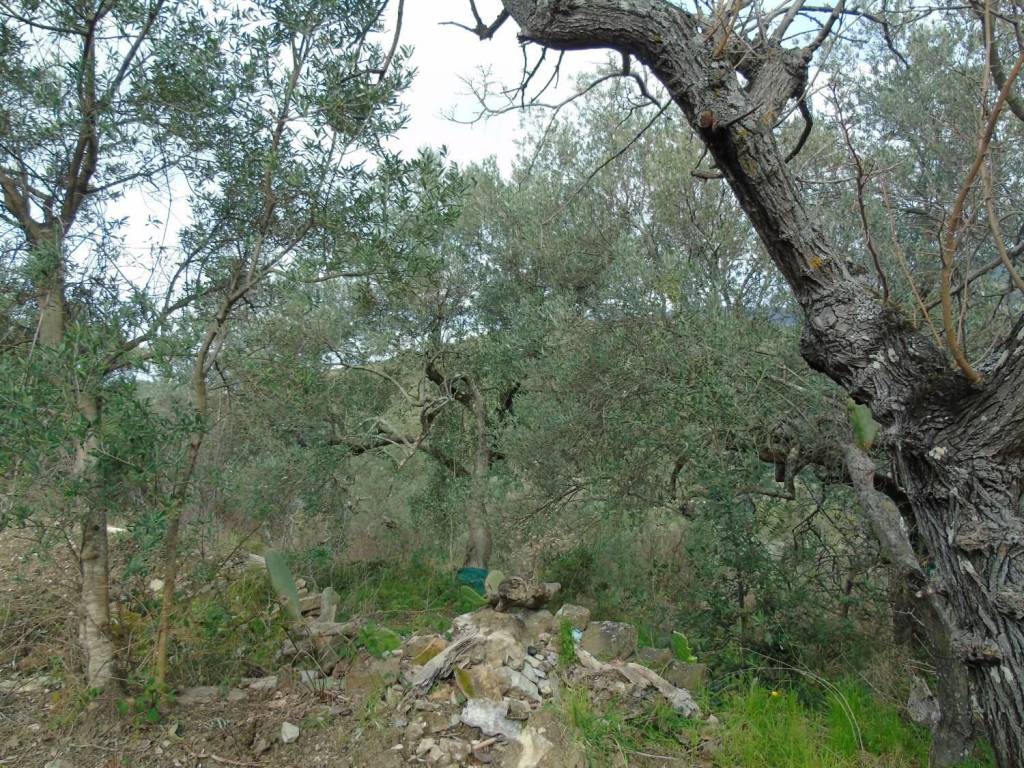 Terreno a San mauro cilento - Foto 4