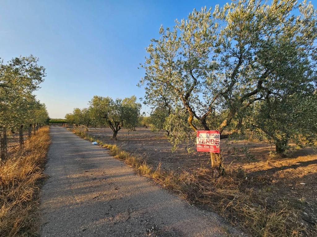 Terreno a San severo in Contrada Vignali - Foto 2