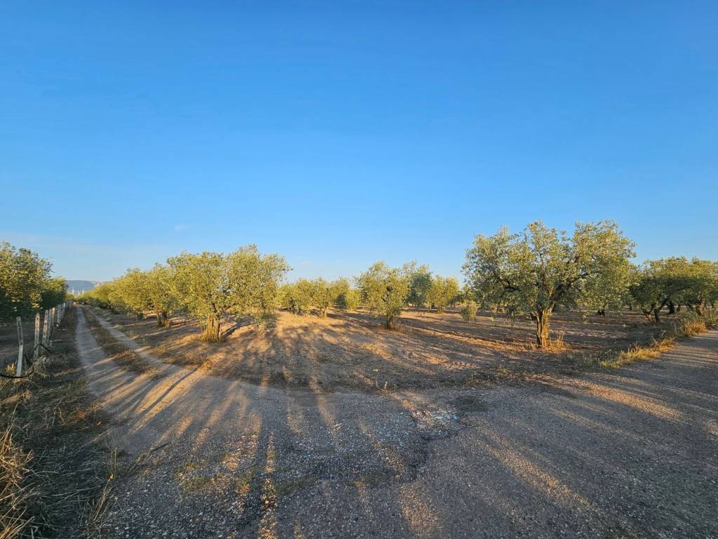 Terreno a San severo in Contrada Vignali - Foto 3