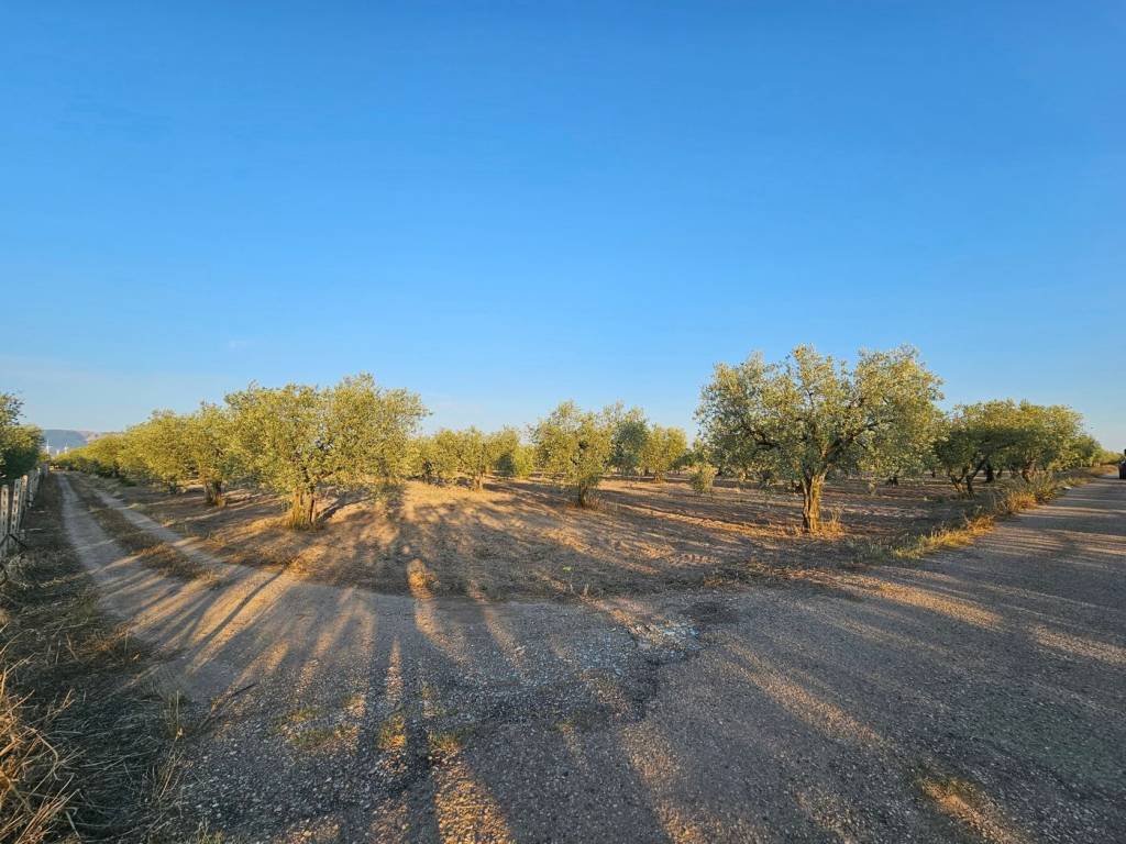 Terreno a San severo in Contrada Vignali - Foto 4