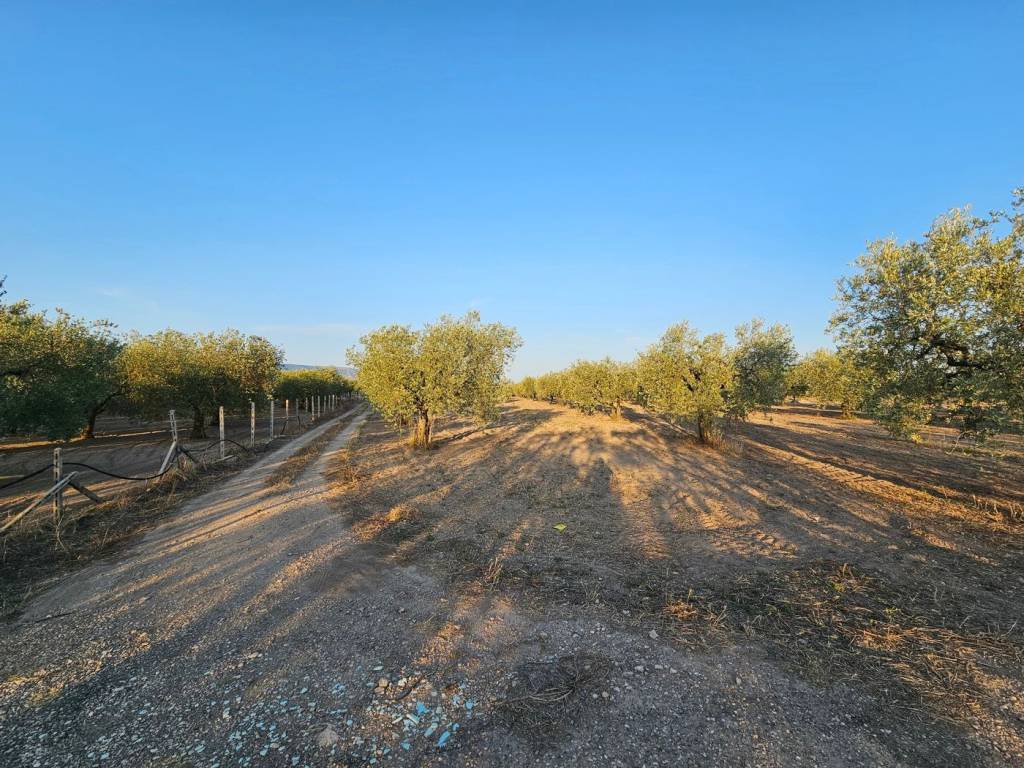 Terreno a San severo in Contrada Vignali - Foto 5