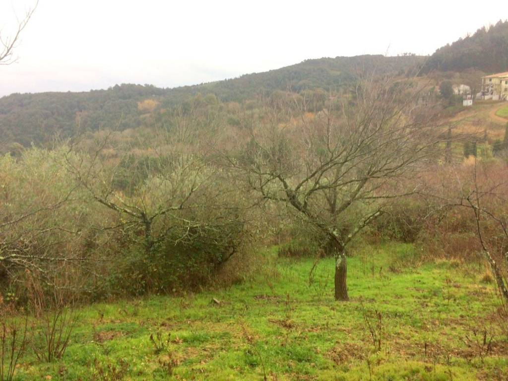 Terreno a Rosignano marittimo in Via Bernardo Buontalenti, - Foto 4