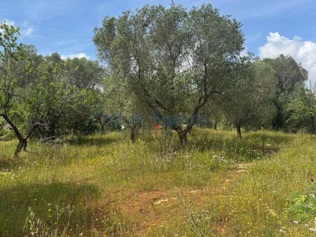 Terreno a Carovigno - Foto 2