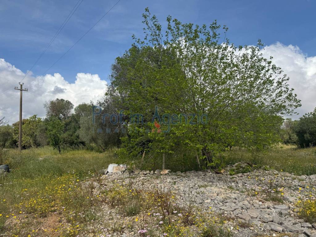Terreno a Carovigno - Foto 4