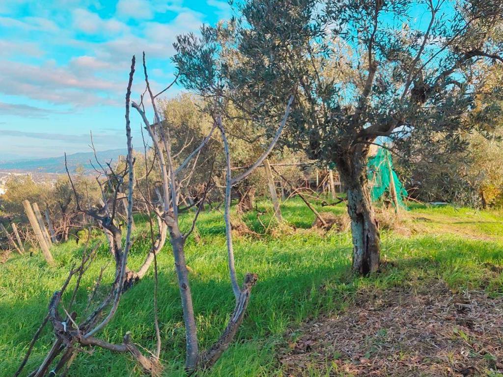 Terreno a Cosenza in MUOIO PICCOLO - Foto 5