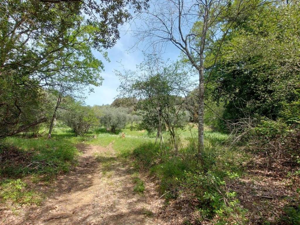 Terreno a Castiglione della pescaia in Strada Vicinale della Valle - Foto 2
