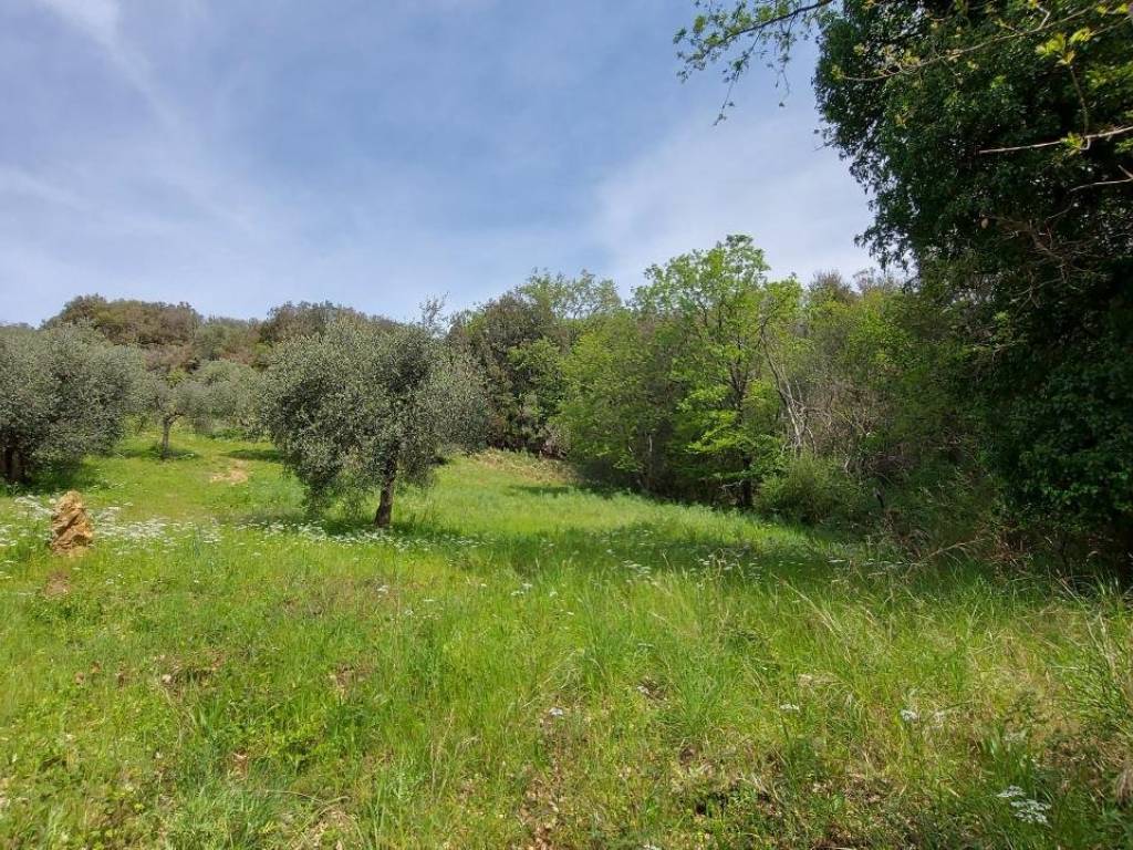 Terreno a Castiglione della pescaia in Strada Vicinale della Valle - Foto 3
