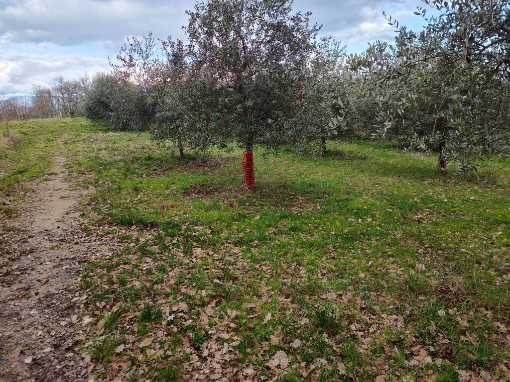 Terreno a Montevarchi in Via di Moncioni - Foto 5