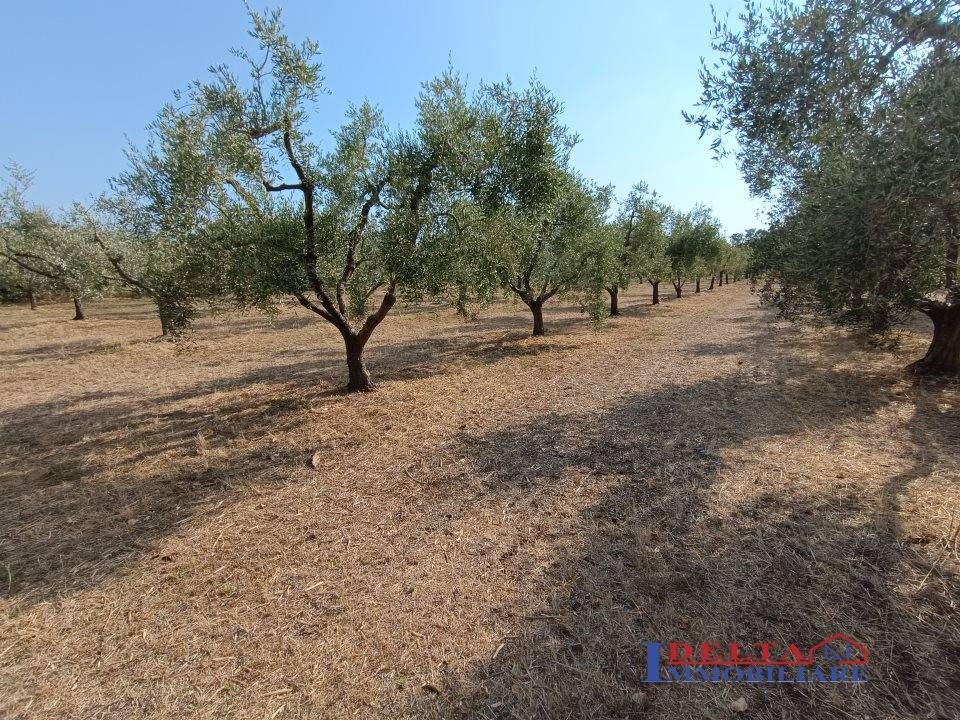 Terreno a Rosignano marittimo - Foto 3