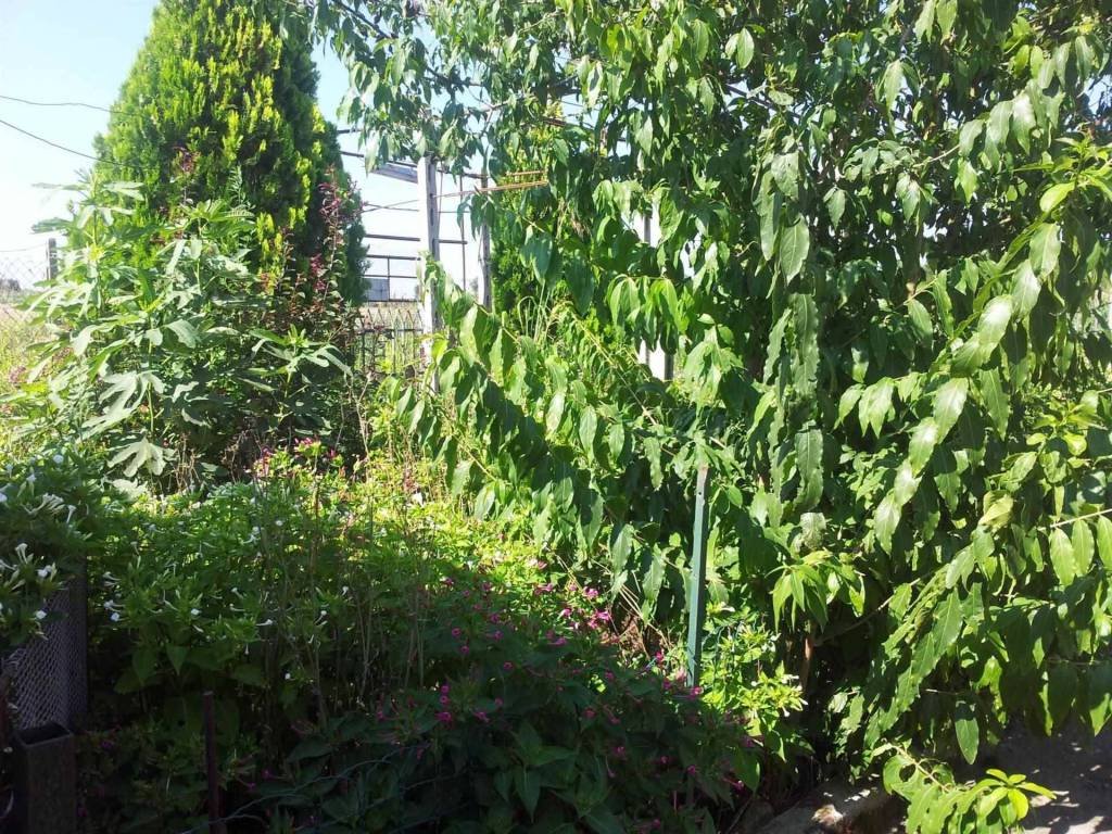 Villa a Correzzola - Foto 4