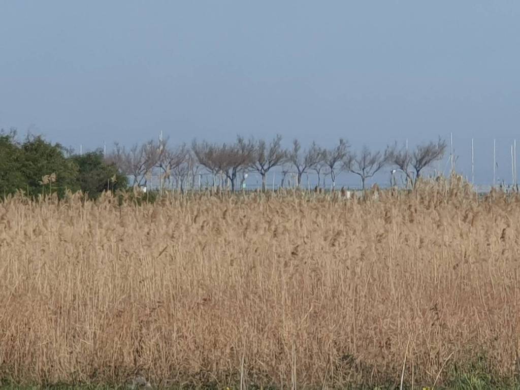 Terreno a Montenero di bisaccia in Contrada Padula - Foto 3