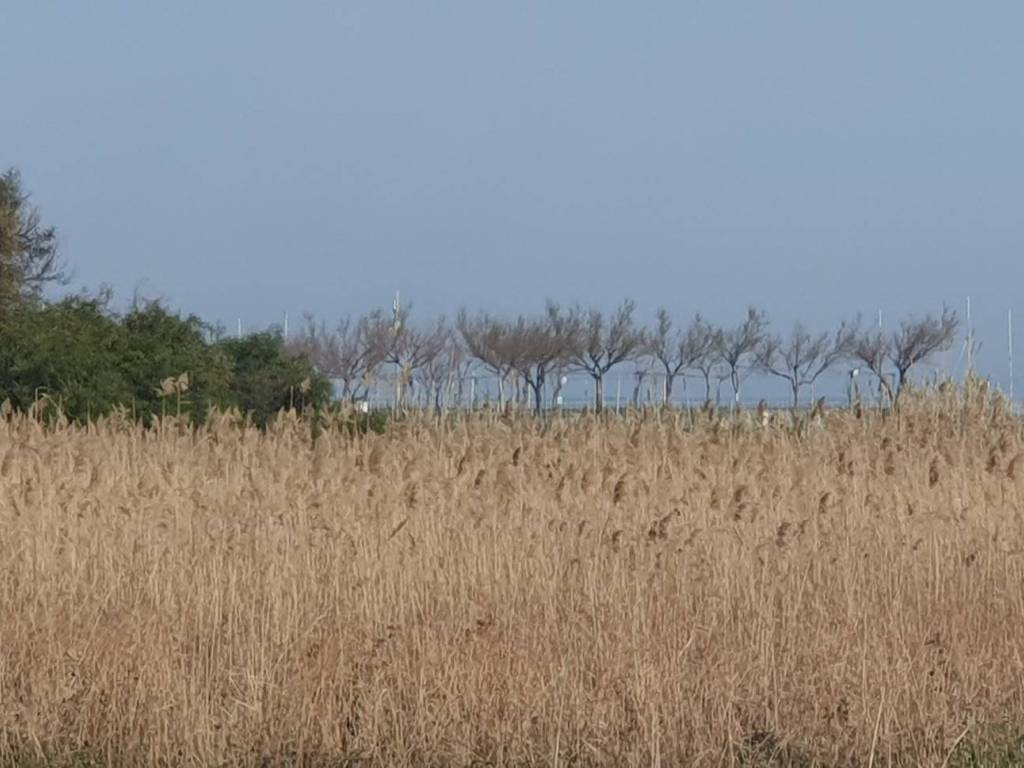 Terreno a Montenero di bisaccia in Contrada Padula - Foto 4