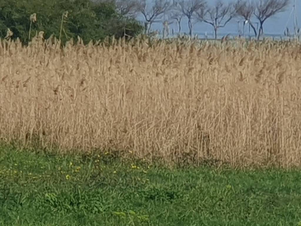Terreno a Montenero di bisaccia in Contrada Padula - Foto 5