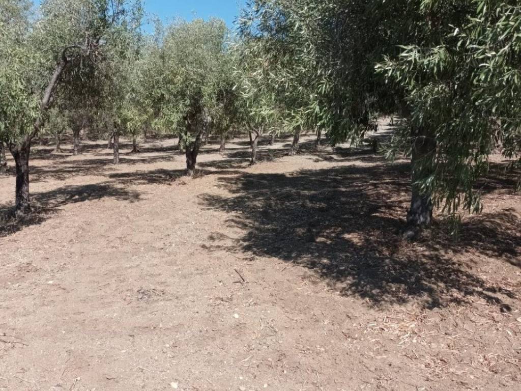 Terreno a Riace - Foto 2