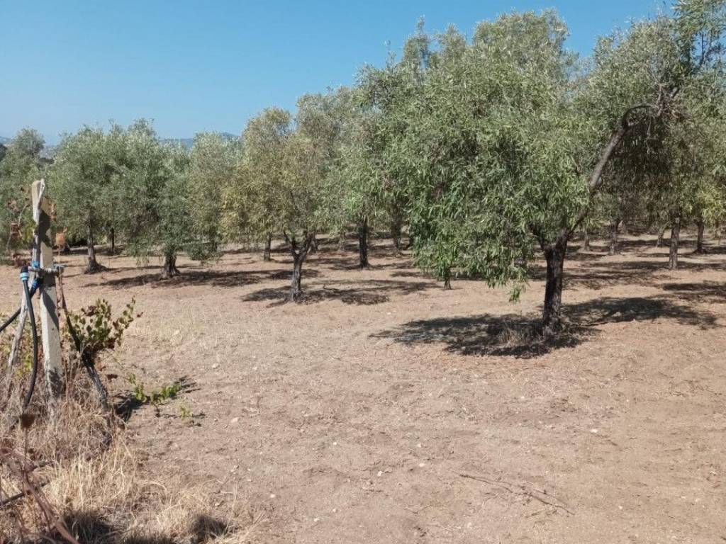 Terreno a Riace - Foto 3