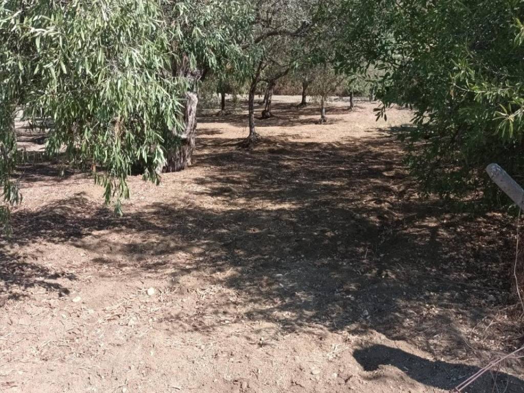 Terreno a Riace - Foto 4
