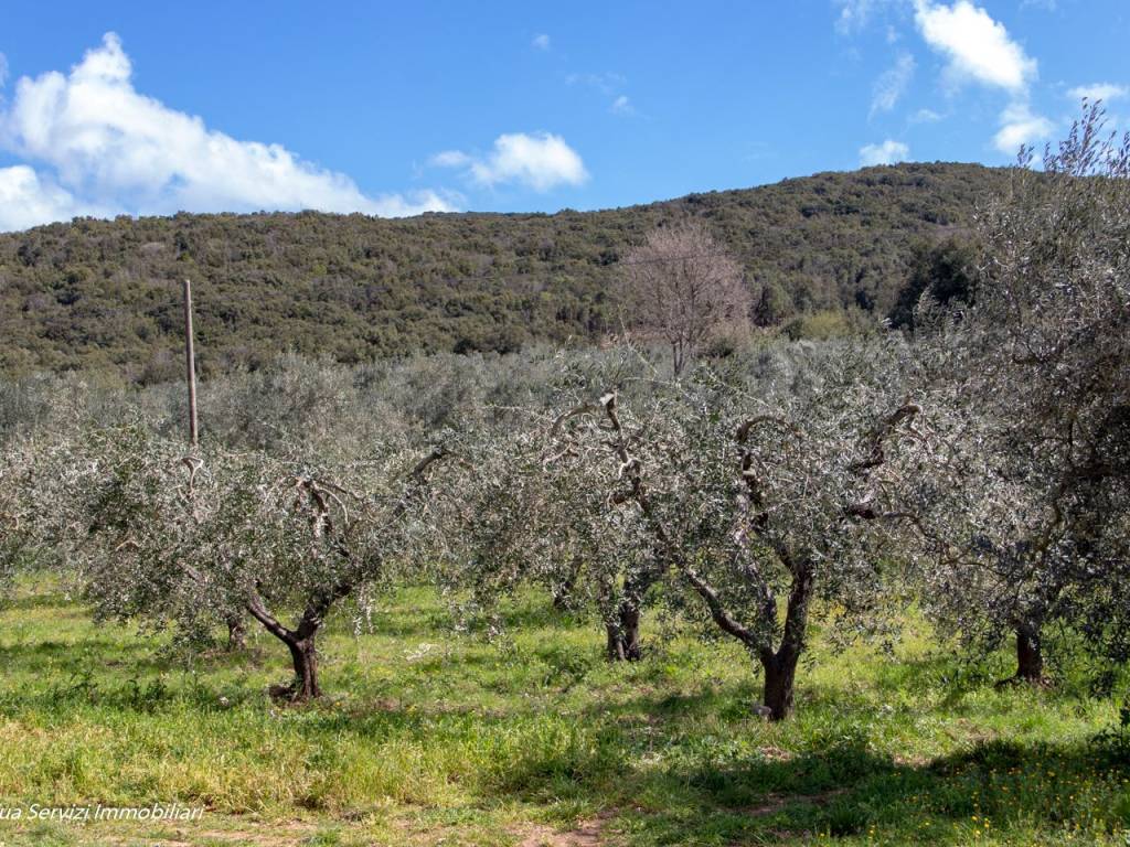 Terreno a Guardea in Strada Statale Amerina - Foto 3