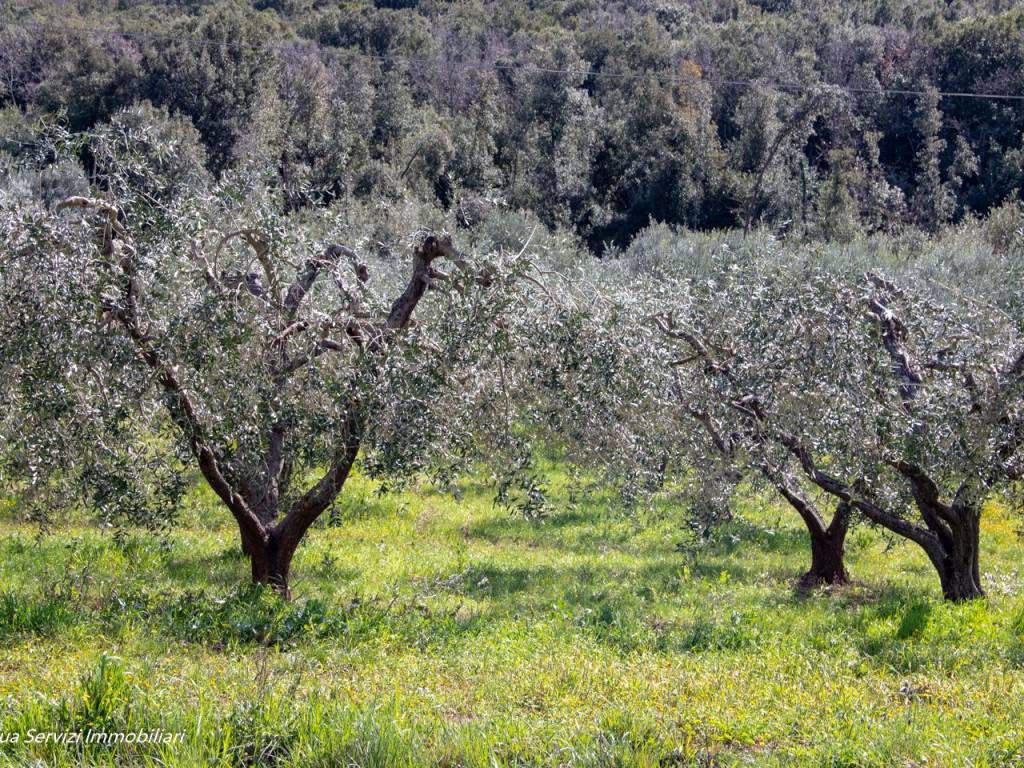 Terreno a Guardea in Strada Statale Amerina - Foto 4