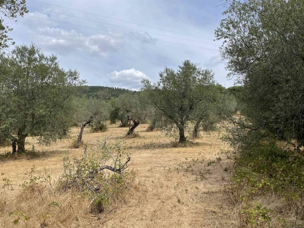 Terreno a Bolsena - Foto 2