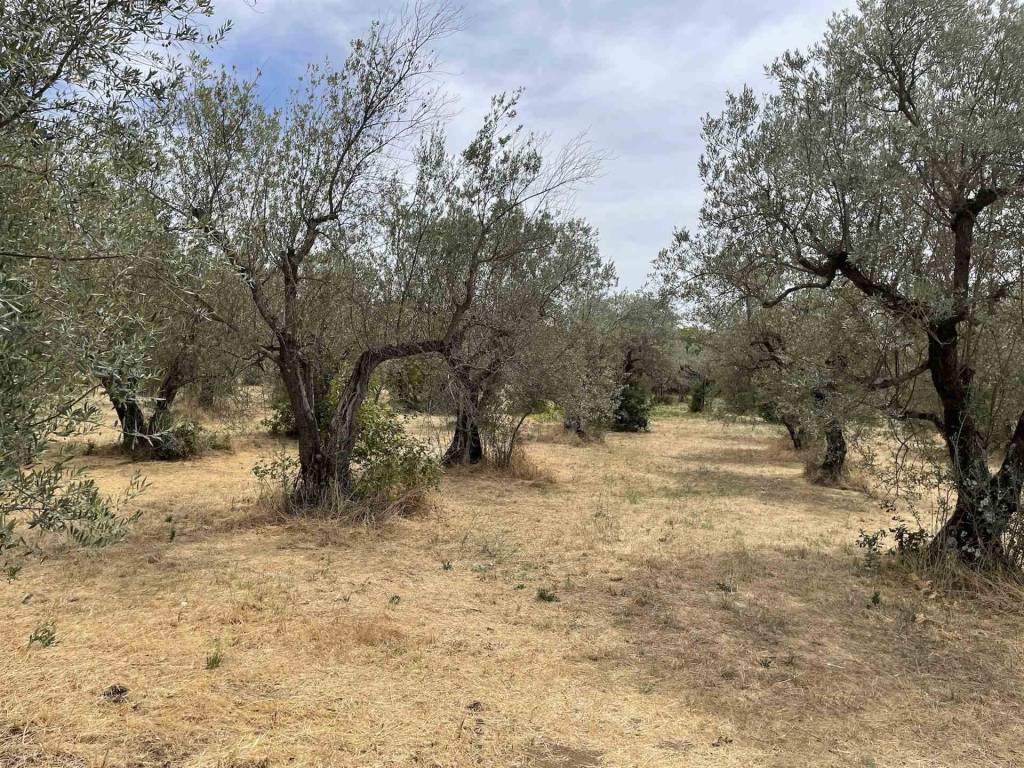 Terreno a Bolsena - Foto 3