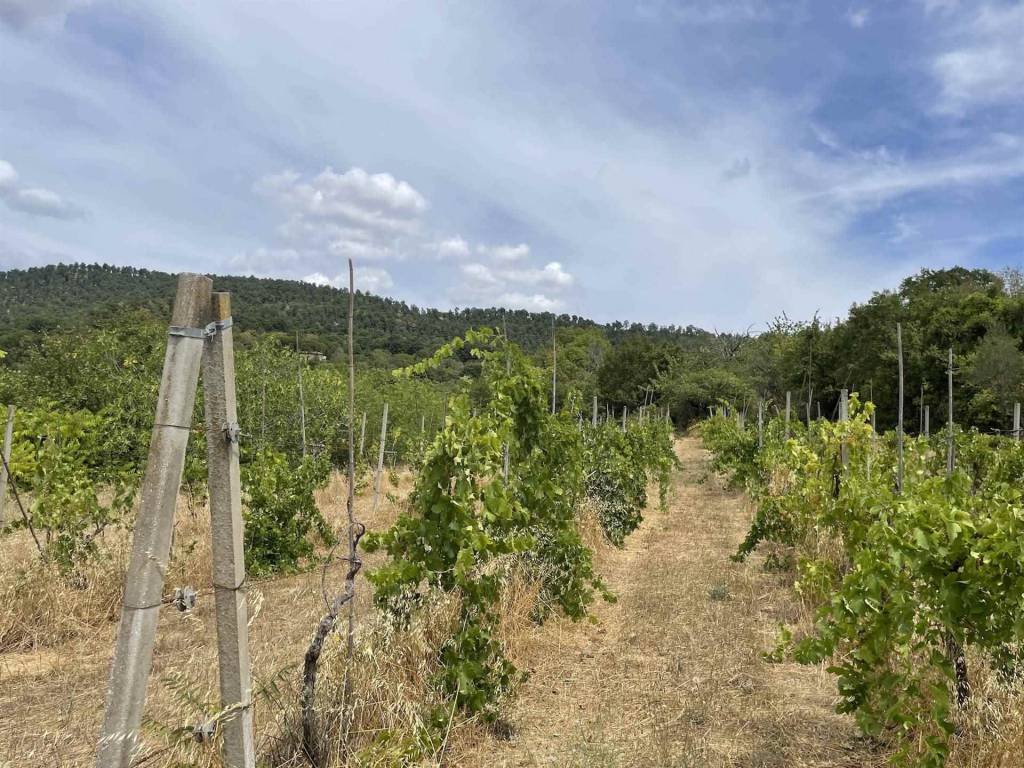 Terreno a Bolsena - Foto 4