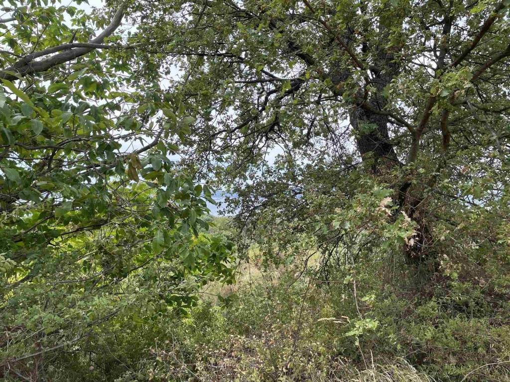 Terreno a Bolsena - Foto 5