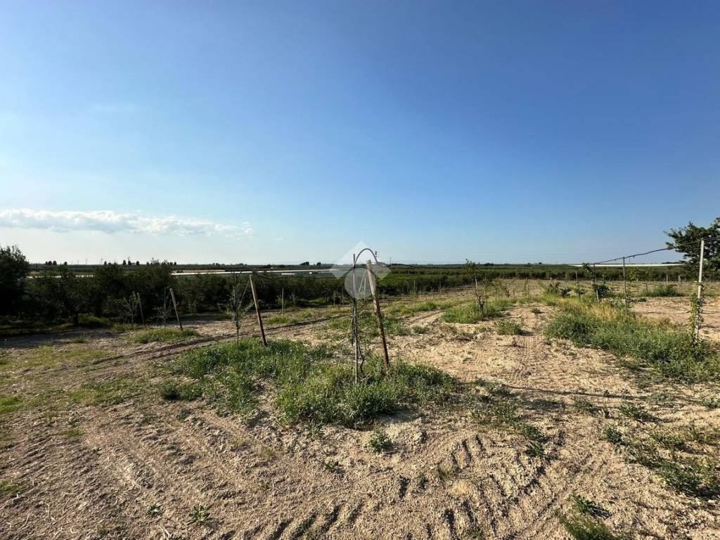 Terreno a Cerignola in via SP 231 KM3 - Foto 3