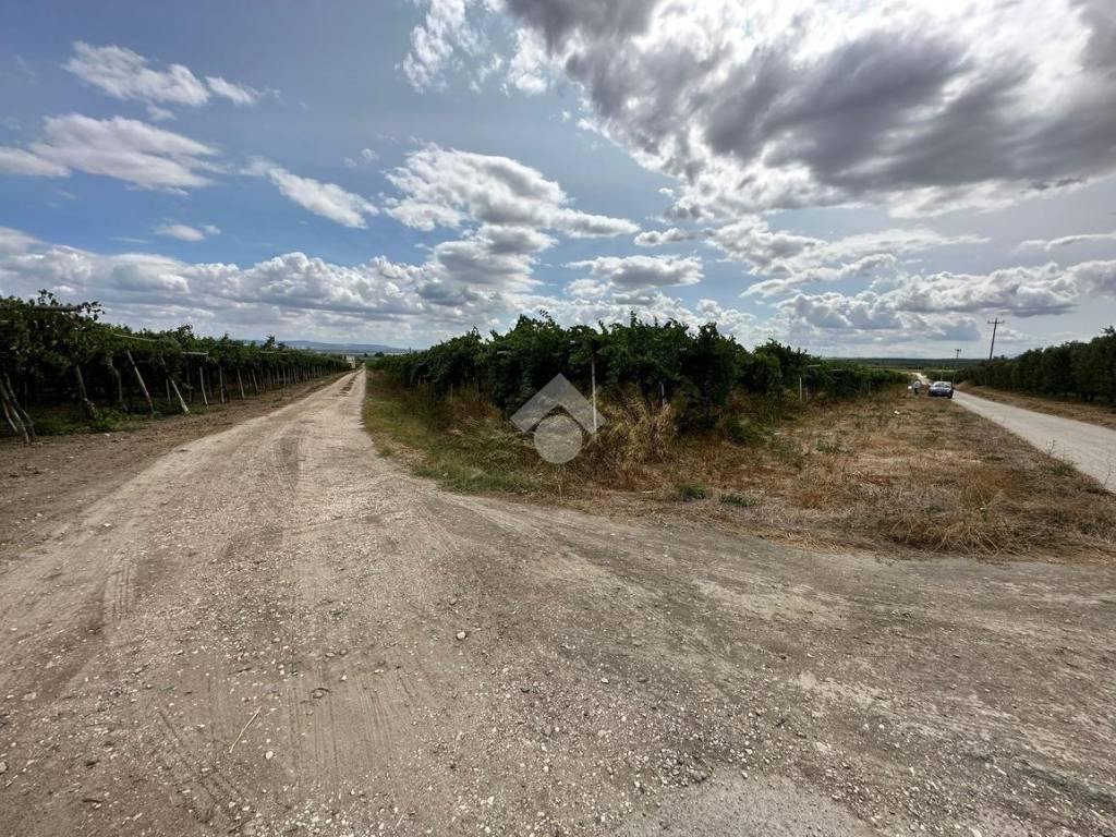 Terreno a Cerignola in Contrada Pignatella - Foto 2
