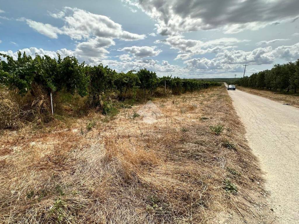 Terreno a Cerignola in Contrada Pignatella - Foto 3