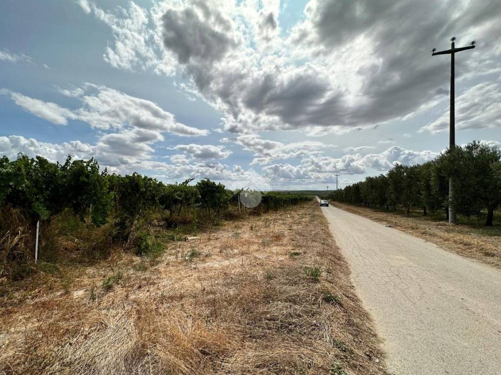 Terreno a Cerignola in Contrada Pignatella - Foto 4