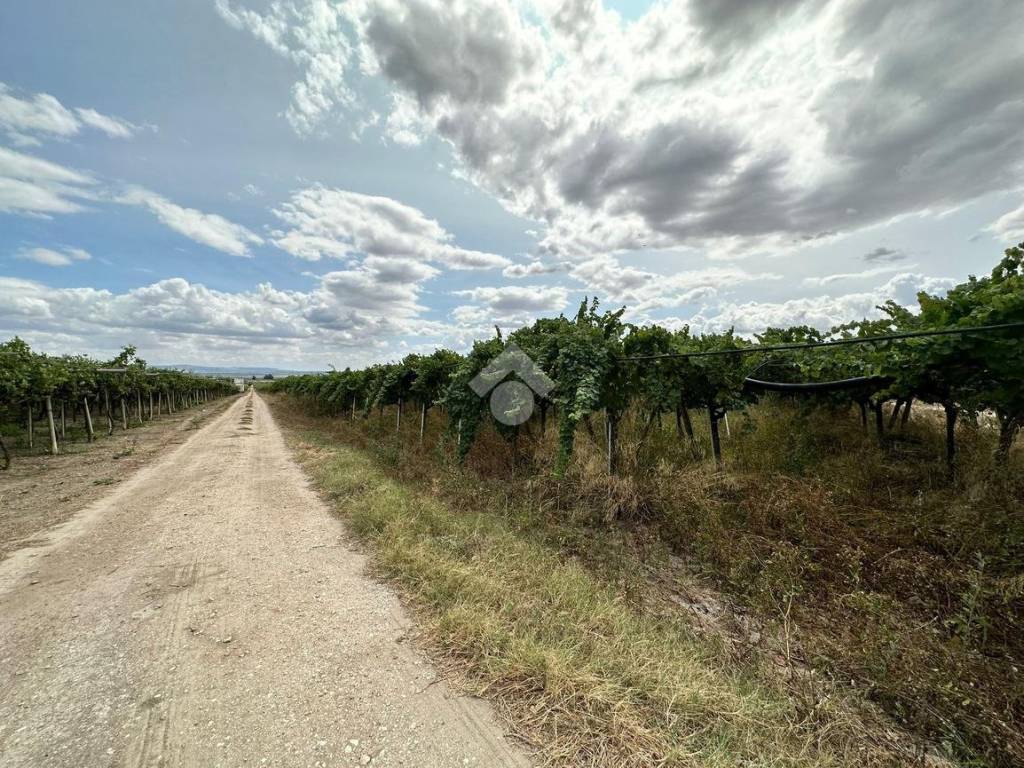 Terreno a Cerignola in Contrada Pignatella - Foto 5