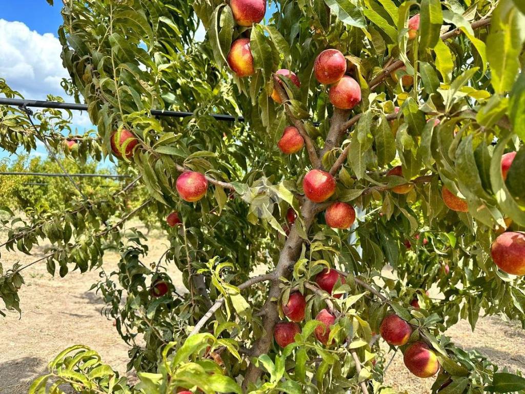 Terreno a Cerignola in Contrada Scarafone - Foto 2