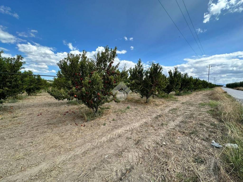 Terreno a Cerignola in Contrada Scarafone - Foto 3