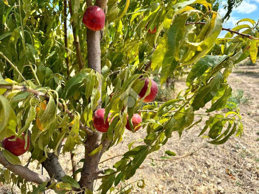 Terreno a Cerignola in Contrada Scarafone - Foto 4