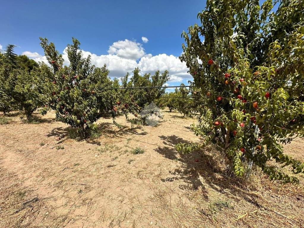 Terreno a Cerignola in Contrada Scarafone - Foto 5