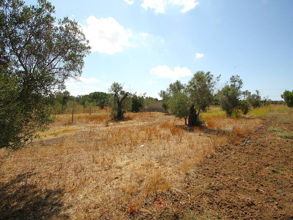 Terreno a Matino in Strada Vicinale di Calori - Foto 2