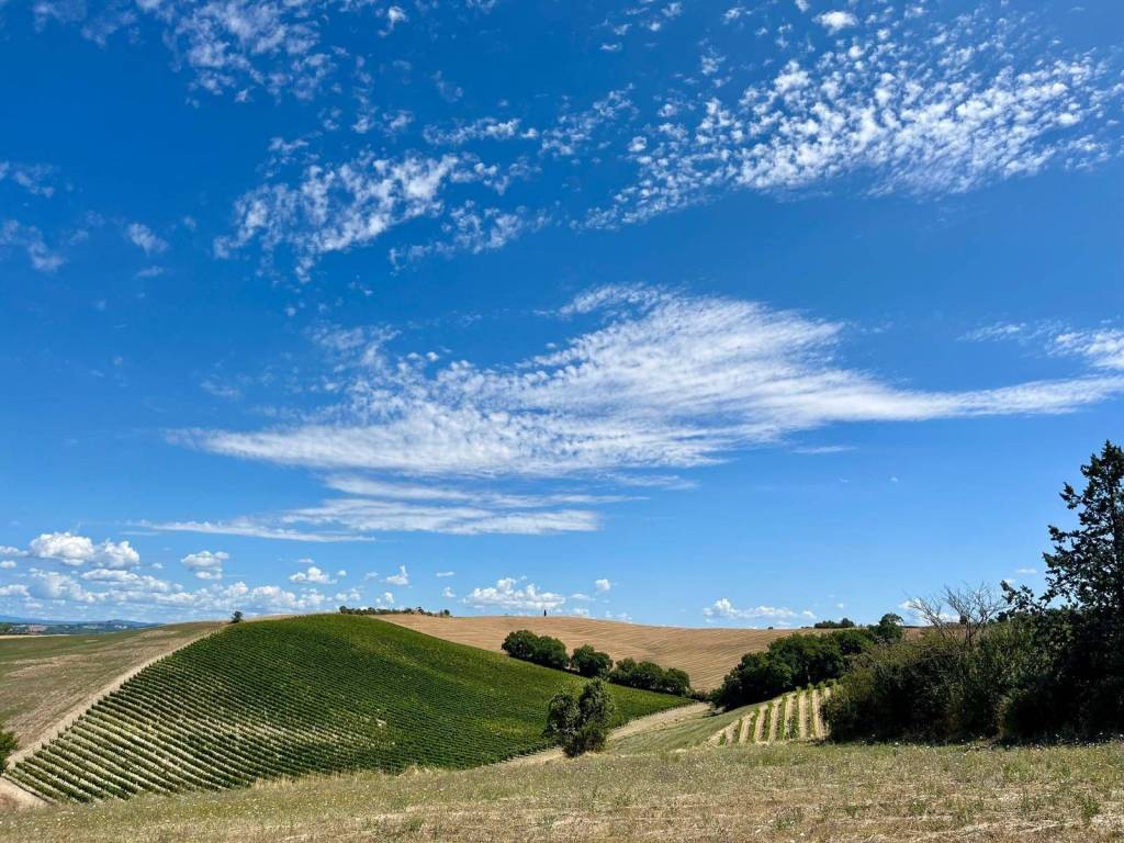 Terreno a Montalcino in Montalcino - Foto 2